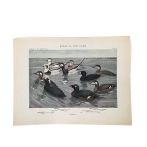 🌹 20 for $20 Antique Ornithological Bird Print Original duck